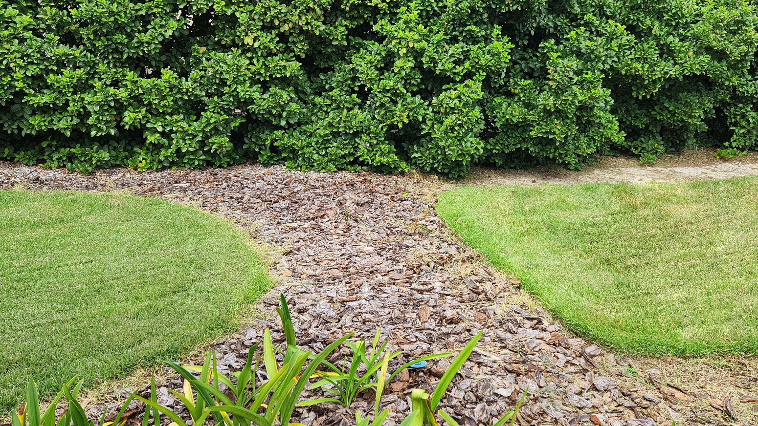 Precision Weedeating